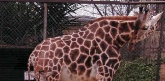 El Zoobotánico de Jerez tienen una nueva cria de jirafa.