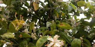 El azahar en los naranjos huele a Cuaresma y a Semana Santa en Jerez.