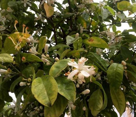 El azahar en los naranjos huele a Cuaresma y a Semana Santa en Jerez.