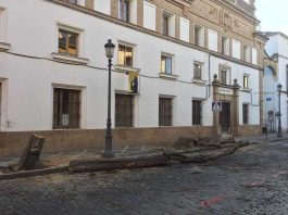 Arboles caídos en la Porvera en Jerez.